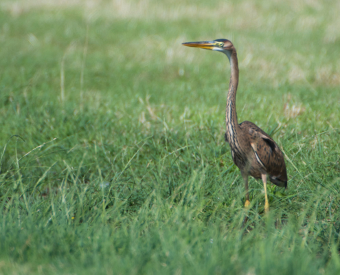 Purperreiger