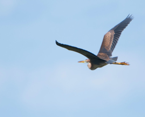 Purperreiger vliegend