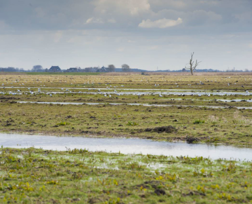 Waterrijke percelen door de verbrede greppels (foto: Jan van der Geld)